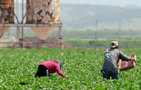 two men harvesting in a field