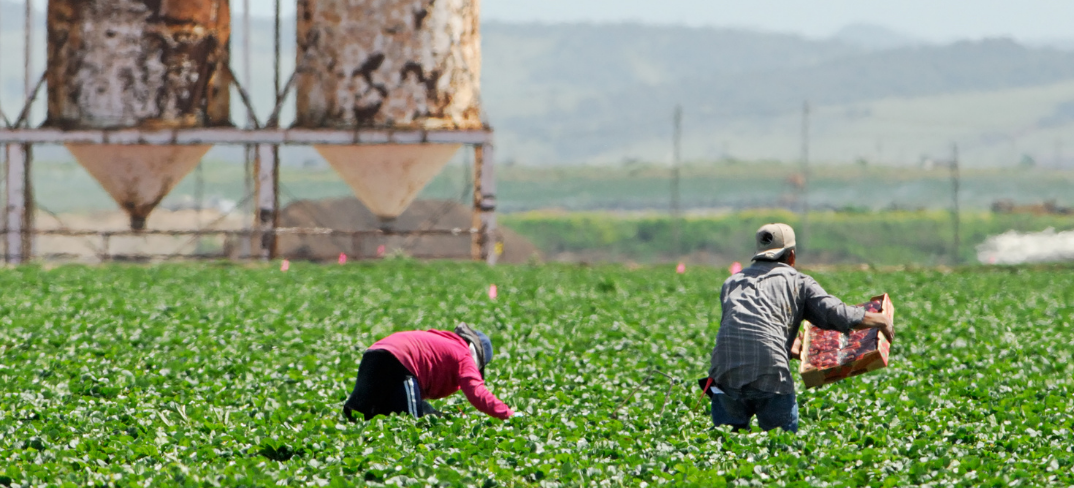 two men harvesting in a field